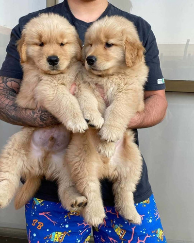 Cachorros Golden Retriever