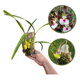 Orquidea Adulta Encyclia Randii  * Planta Top * Promoção !!!