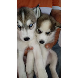 Husky Siberiano