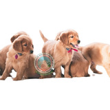 Cachorras Y Cachorros Premium - Pinamar Golden Retriever
