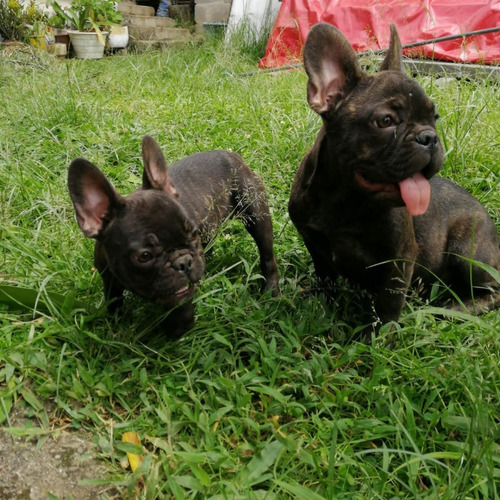 Cachorros Bulldog Francés Perros Cúcuta Manizales San Gil