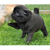 Cachorro Pug Carlino Negro 09