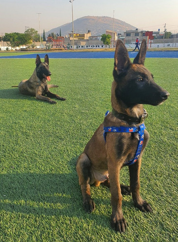 Cachorros Pastor Belga Malinois Camadas Anteriores 02