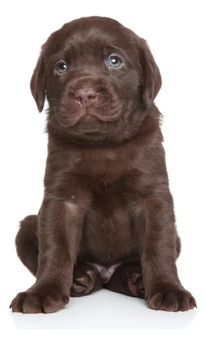 Cachorro Labrador Chocolate 09