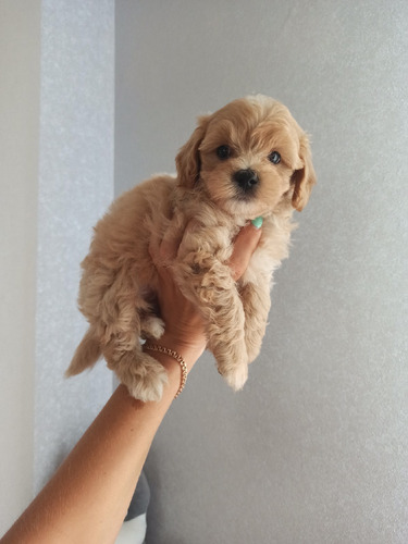 Sobresaliente Maltipoo Pedigri Chip Hembra Saintdaniel