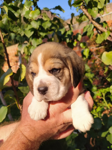 Beagle Cachorros Tricolor Machos