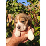 Beagle Cachorros Tricolor Machos