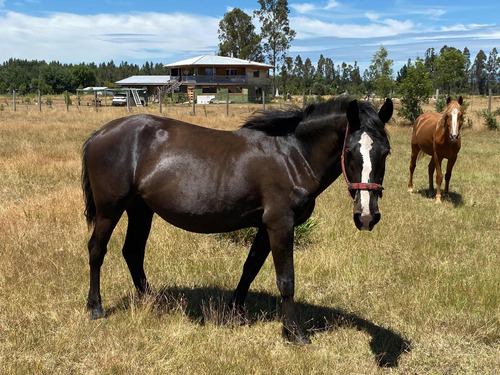 Se Vende Yegua, Potraca Y Potro