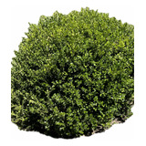 X20 Buxus Planta Cerco Vivo - Arbusto Perimetral - Oferta