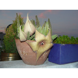 Stapelia Gigantea Y Grandiflora