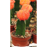 25 Semillas De Cactus Naranja 
