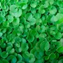 Semillas De Cesped Dichondra Sol Sombra 50gr Importadas! | Envío gratis