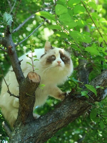 Gatitos Ragdoll Unicos !!! 