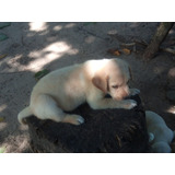 Cachorro Labrador Dorado 