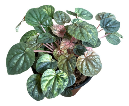 Peperomia Pink Lady | Planta Exótica