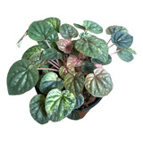 Peperomia Pink Lady | Planta Exótica