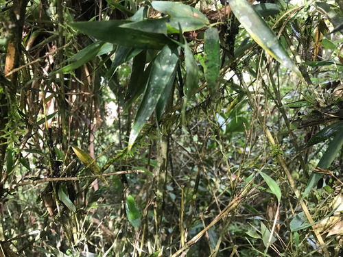 Hermoso Lote El Retiro Vereda Pantanillo - Imagen 3