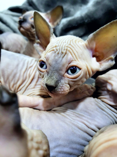 Hermosa Gatita Sphynx Blue (entera)