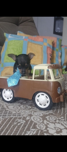 Pinscher Miniatura 