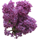 Lilas ! ( Syringa Vulgaris ) Flores Perfumadas