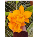 Muda De Orquídea Laranja Twenty Four X  Fuchs Orange Nugget 