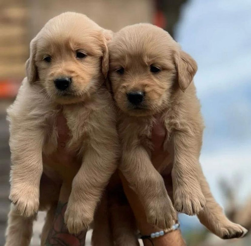 Cachorros Golden Retriever Lindos 