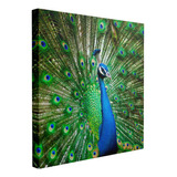 Cuadro Pavo Real Mostrando Su Grandeza Verde 85x85