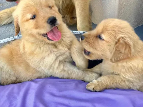 Golden Retriever Hembra Y Macho Vacunados Y Desparasitados 