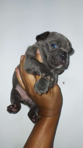 Cachorros Bulldog Francés Blue De Ojos Azules Perros 