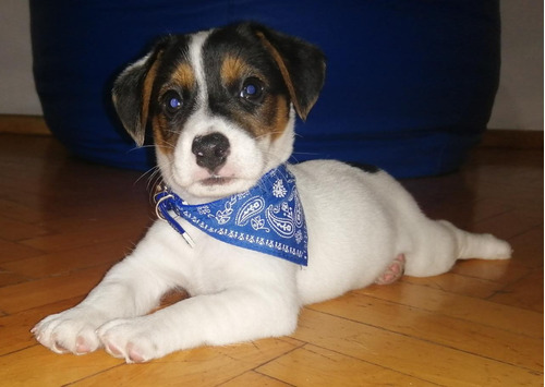 Jack Rusell Terrier Tricolor 