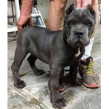 Hermosos Cachorros Cane Corso