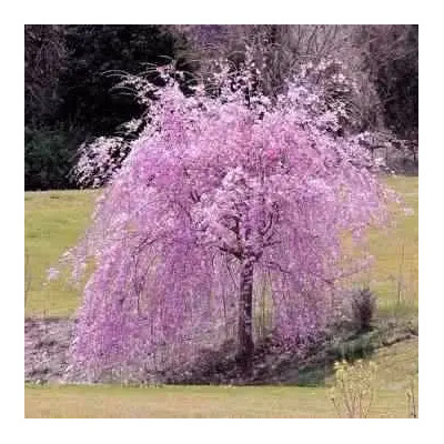 Cerezo Lloron (no Sauce Lloron) Prunus Subhirtella Semillas | Meses sin interés