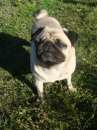 Dantesco Pug Garantia Mascotassaintdaniel 25