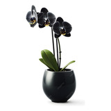 Kit Planta Orquídea Negra Y Azul, Especies Unicas