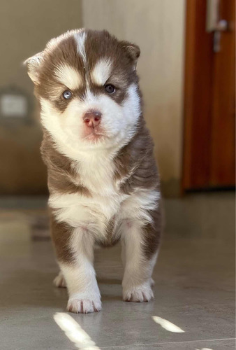 Husky Siberiano Wolly