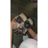 Cachorros Raza Pug 