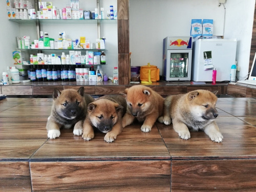 Shiba Inu Cachorros Hembra Y Machos 