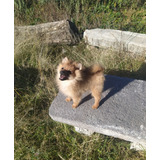 Pomerania Macho Orange Sable