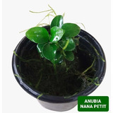 Anubia Nana Petit + Musgo Planta Tronco Pedra Nano Aquario 