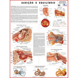 Mapa Gigante - Audição E Equilíbrio - Livro Para Estudos De Medicina Anatomia Enfermagem Fisioterapia E Acupuntura - Tamanho Gigante 120x90cm Dobrado - Equipe Multivendas