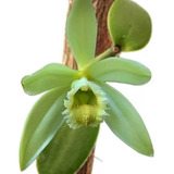 Orquídea Baunilha Vanilla Planifolia Planta Pré Adulta