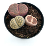 Piedras Vivas - Lithops - Suculentas Exóticas De Colección