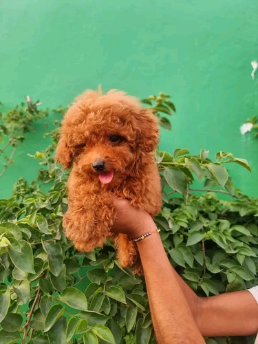 Poodle Rojos Hembra Y Machos