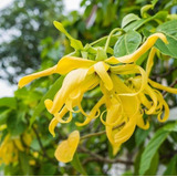 Árvore Perfume Flor Ylang Ylang Cananga Sementes P/muda Vaso