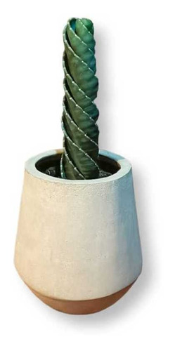 Cactus Tornillo O Espiral 50cm