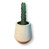 Cactus Tornillo O Espiral 50cm