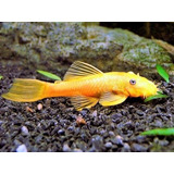 Ancistrus Gold - Pez Tropical - Comealgas - Limpia Vidrios