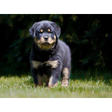 Cachorros Rottweiler Americano Línea Gigante Los Mejores