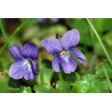 Plantas De Violetas Perfumadas De Jardin Odorata