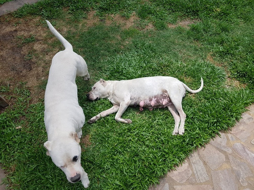 Dogo Argentino F.c.a Criadero La Shanna